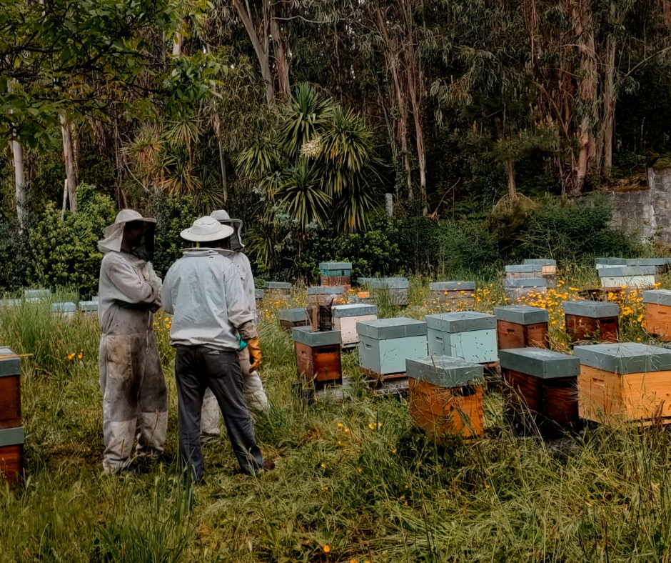 Maneio de Outono – JGS beekeeping