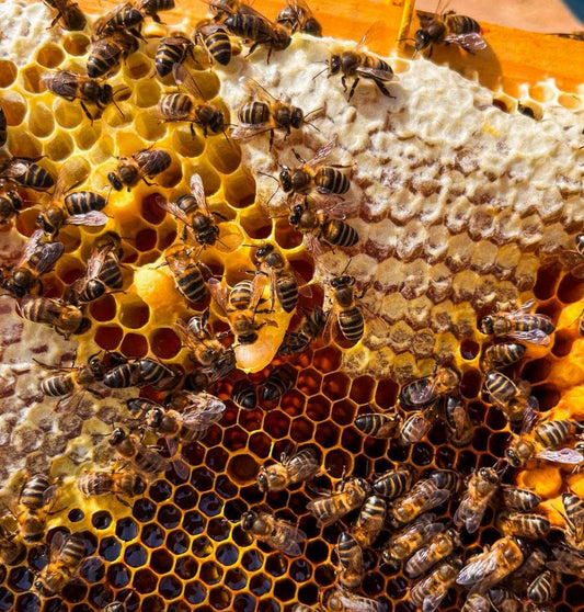 JGS: Inovação Sustentável ao Serviço da Biodiversidade