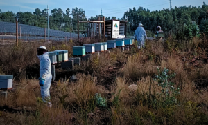 Energia Solar e Apicultura: JGS promove Sustentabilidade