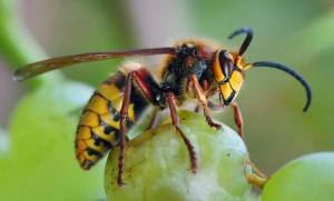Vespa Velutina: A Praga que Ameaça a Apicultura, a Biodiversidade e a Segurança Pública