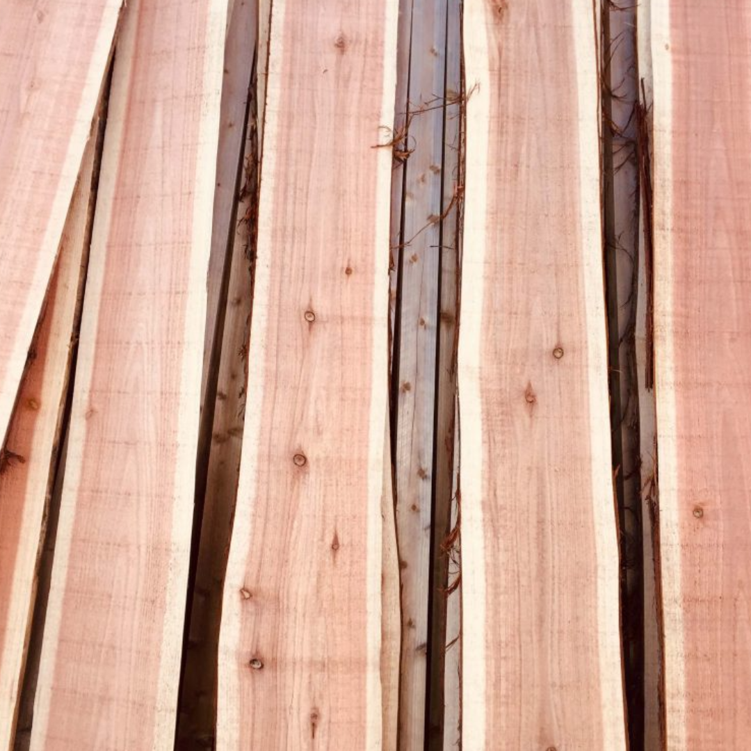 A Criptoméria - JGS beekeeping